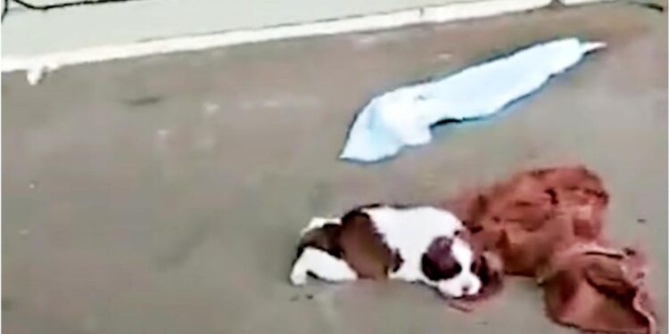 Injured Puppy on an Abandoned Porch, Awaits His Guardian Angels