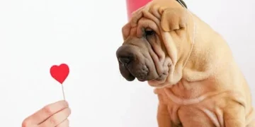 How Do Dogs Show Their Love?