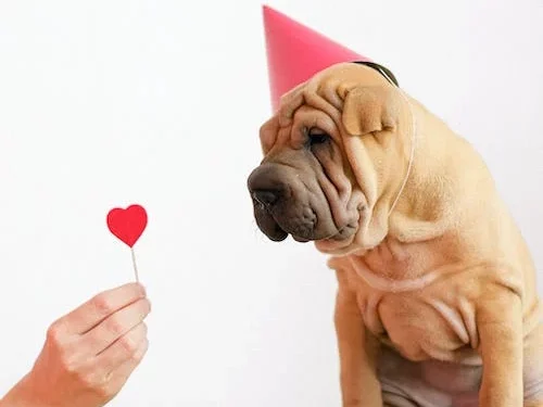 How Do Dogs Show Their Love?