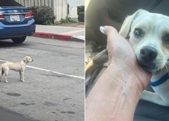 Faithful Dog Waits 10 Days at Hospital Door, Eagerly Awaiting Her Owner’s Return