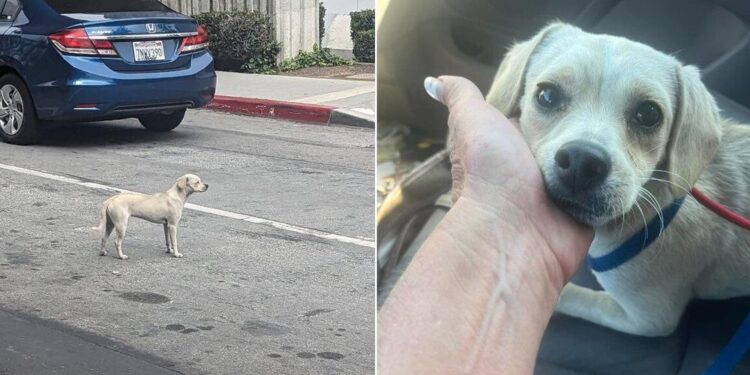 Faithful Dog Waits 10 Days at Hospital Door, Eagerly Awaiting Her Owner’s Return