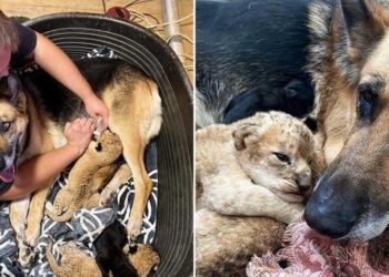 German Shepherd Raises Two Lion Cubs After Their Mother Rejected Them