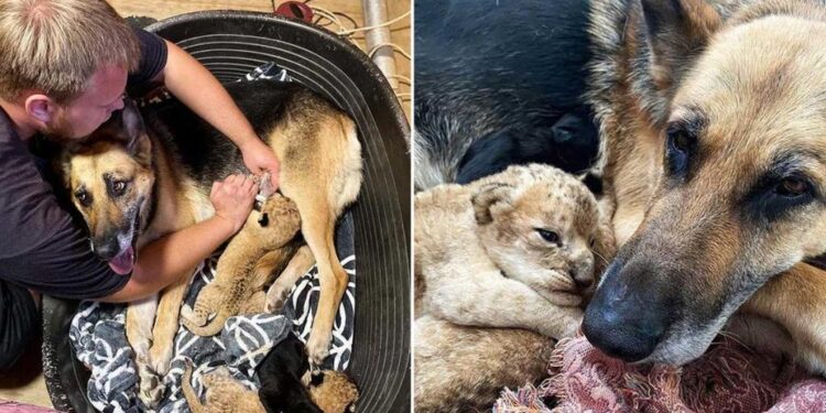 German Shepherd Raises Two Lion Cubs After Their Mother Rejected Them