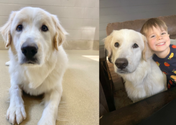 After Being Passed Over 14 Times, Ronald the Dog Finally Gets His Forever Home