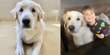 After Being Passed Over 14 Times, Ronald the Dog Finally Gets His Forever Home