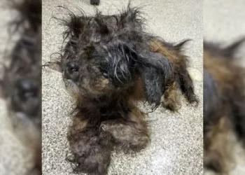 Mystery Dog at the Shelter Revealed a Big Surprise.