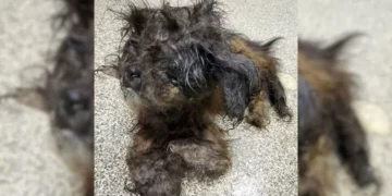 Mystery Dog at the Shelter Revealed a Big Surprise.