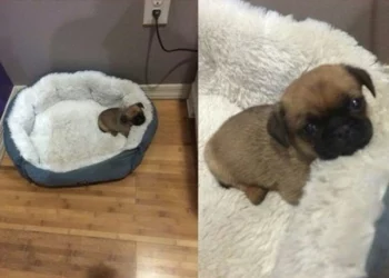 16 Pictures Guaranteed to Make You Happy