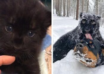 Rescued Panther Finds Grows Up with a Human and a Dog