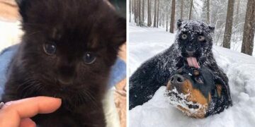 Rescued Panther Finds Grows Up with a Human and a Dog