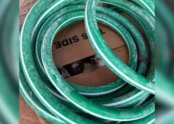 Woman Accidentally Finds a Box Filled with Puppies