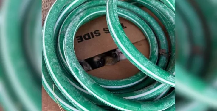 Woman Accidentally Finds a Box Filled with Puppies