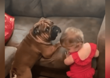 Baby and Bulldog Team Up: The Adorable Struggle to Conquer the Sofa