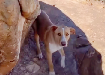 Clingy Stray Follows Hiker for Four Miles, Hoping to Call Her ‘Mom’
