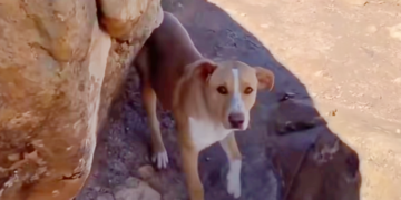 Clingy Stray Follows Hiker for Four Miles, Hoping to Call Her ‘Mom’