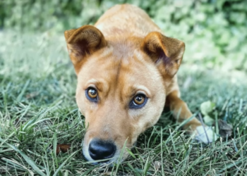After All Her Puppies Were Adopted, She Felt Lonely and Wished for a Loving Home.