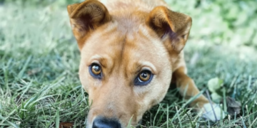 After All Her Puppies Were Adopted, She Felt Lonely and Wished for a Loving Home.