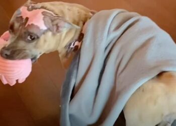 Dog Heals from Fire Injury with Piggy Toy; Loving Mom Buys All of Them