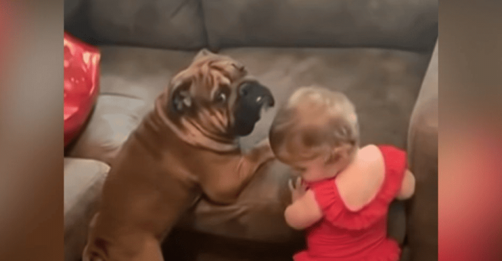 Baby and Bulldog Team Up: The Adorable Struggle to Conquer the Sofa