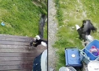 Bald Eagle Grabs Small Puppy from the Porch