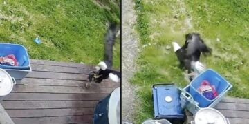 Bald Eagle Grabs Small Puppy from the Porch