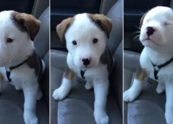 Surprised by His Hiccups, This Cute Puppy Tries to Make Them Stop