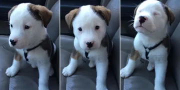 Surprised by His Hiccups, This Cute Puppy Tries to Make Them Stop