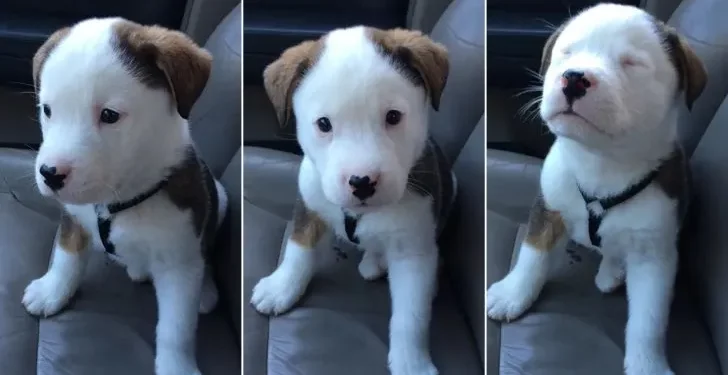 Surprised by His Hiccups, This Cute Puppy Tries to Make Them Stop