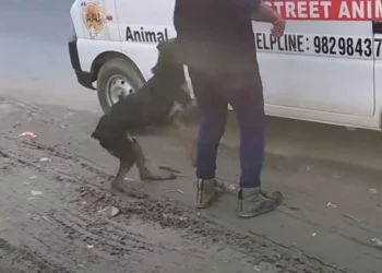 Injured Dog Climbs into Ambulance Seeking Help