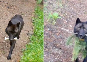 Wildlife Camera Shows Yellowstone Wolves Lovingly Looking After Their Pups