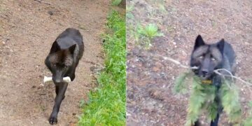 Wildlife Camera Shows Yellowstone Wolves Lovingly Looking After Their Pups