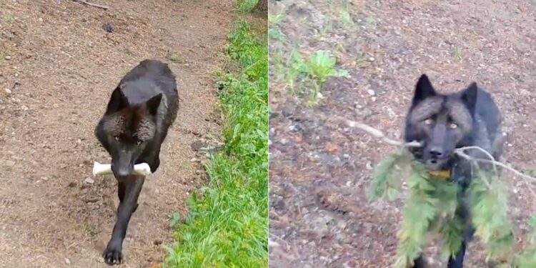 Wildlife Camera Shows Yellowstone Wolves Lovingly Looking After Their Pups