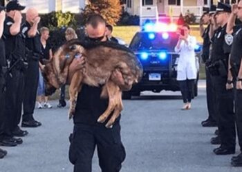 Police Officers Bid Emotional Farewell to Brave K-9 During His Last Moments.