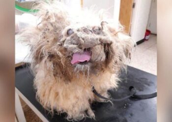 From ‘Rag Pile’ to Remarkable: The Dog’s Amazing Change