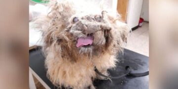 From ‘Rag Pile’ to Remarkable: The Dog’s Amazing Change