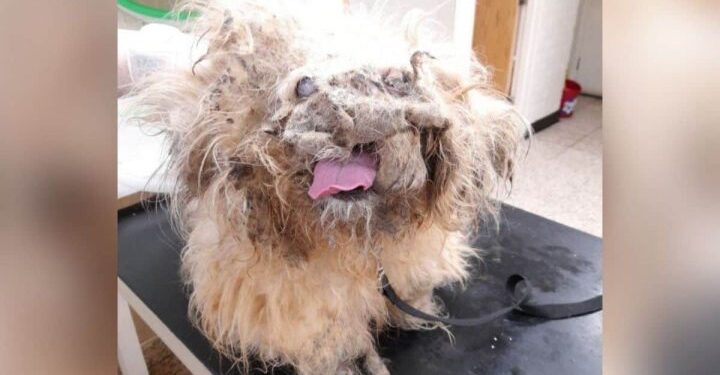 From ‘Rag Pile’ to Remarkable: The Dog’s Amazing Change