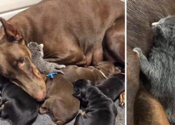 Doberman Adopts a Little Abandoned Kitten and Cares for Her Along with Her Own Pups.
