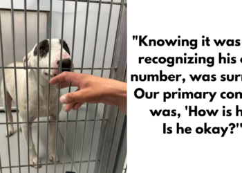 Lost and Heartbroken Dog Reunited with His Loving Family