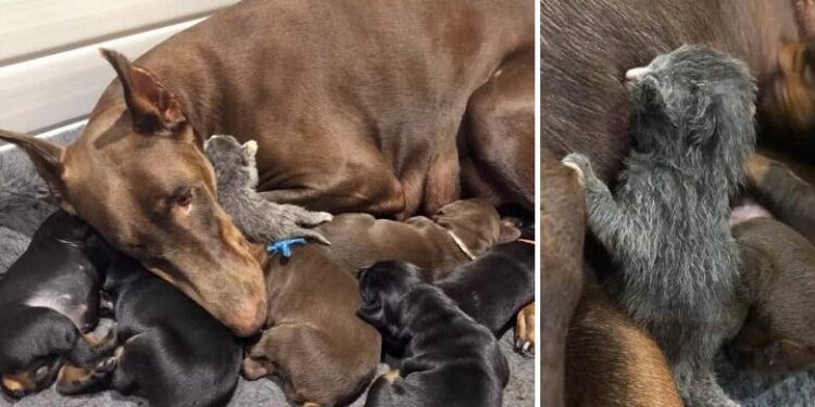 Doberman Adopts a Little Abandoned Kitten and Cares for Her Along with Her Own Pups.