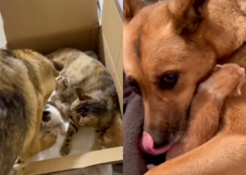 Same Colors, One Must Be Mine! Dog Hilariously Gets One Kitten from the Cat Box
