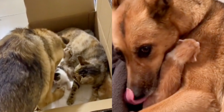 Same Colors, One Must Be Mine! Dog Hilariously Gets One Kitten from the Cat Box