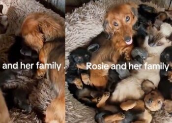 Paws & Purrs Together: A Tale of Puppies and Kittens Living in Perfect Harmony