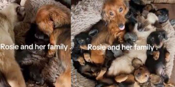 Paws & Purrs Together: A Tale of Puppies and Kittens Living in Perfect Harmony