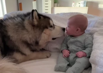 Malamute Puppy’s Charming Introduction to Baby ‘Brother’ Gets 1M Views in 24 Hours