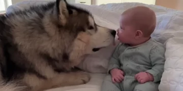 Malamute Puppy’s Charming Introduction to Baby ‘Brother’ Gets 1M Views in 24 Hours