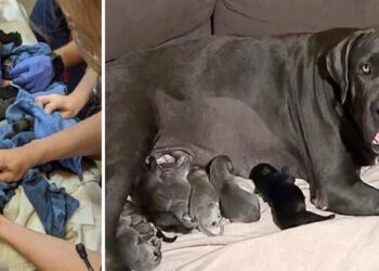 Shadow Sets Australian Record with a Litter of 21 Puppies