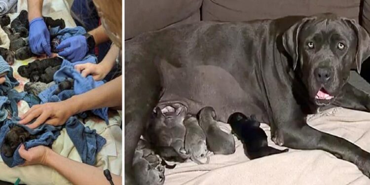 Shadow Sets Australian Record with a Litter of 21 Puppies