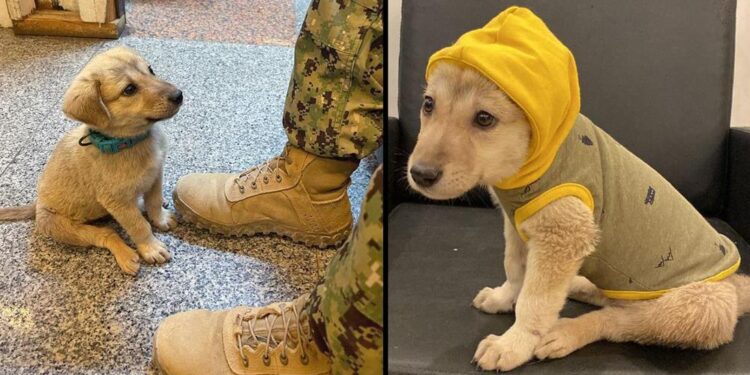 Abandoned Puppy Enters Naval Base and Meets His Rescuer