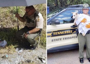 Police Rescue Roadside Stray Dog and Welcome Her into Their Family