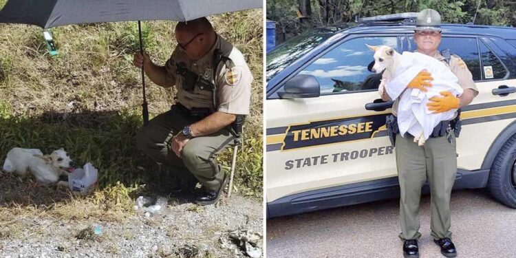 Police Rescue Roadside Stray Dog and Welcome Her into Their Family